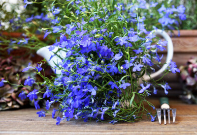 Lobelia - lobelia-scelte-per-te