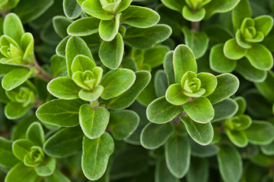 Maggiorana - maggiorana