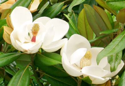 Magnolia - magnolia-scelte-per-te