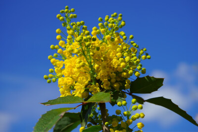Mahonia - mahonia-scelte-per-te