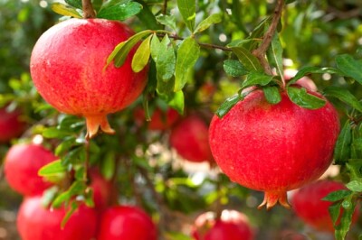 Pianta del melograno - melagrana-pianta