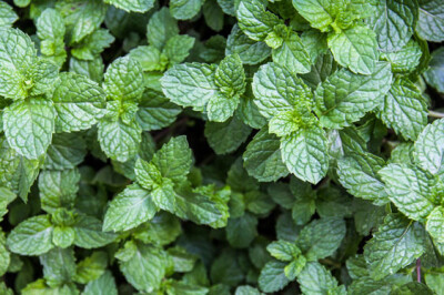 Menta Glaciale - menta-glaciale