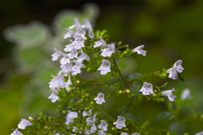 Mentuccia - mentuccia-sito