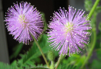 Mimosa Pudica - mimosa-pudica