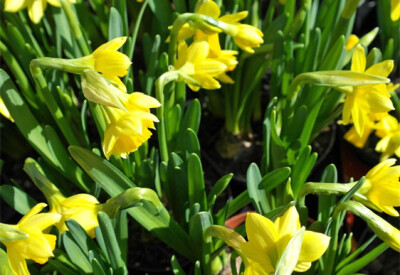 Narciso - narciso-scelte-per-te