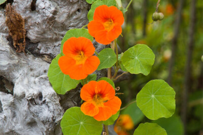 Nasturzio (Tropaeolum majus) - nasturzio-scelte-per-te