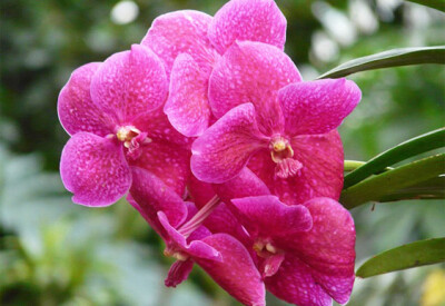 Orchidea - orchidea-scelte-per-te