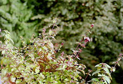 Origano - origano-scelte-per-te