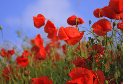 Papavero - papavero-scelte-per-te