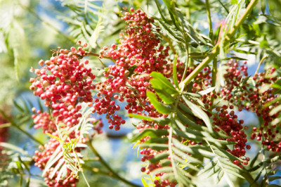 Pepe rosa - pepe-rosa