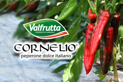 Cornelio. Il Peperone Dolce italiano - peperone-cornelio