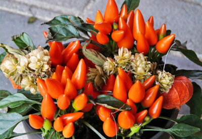 Peperoncino - peperonvino-scelte-per-te