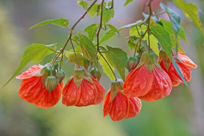 Abutilon - pianta-abutilon
