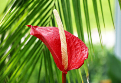 Anthurium - pianta-anthurium-scelte-per-te