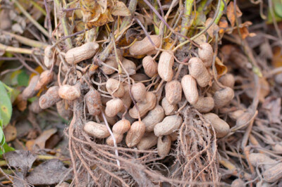 Arachidi - pianta-arachidi