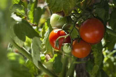 Pomodoro - pianta-ciliegino562x375-2