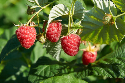 Pianta del Lampone - pianta-lamponi