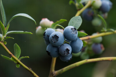 Pianta del MIrtillo - pianta-mirtillo