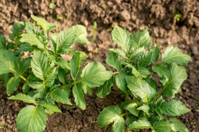 Pianta della Patata - pianta-patata