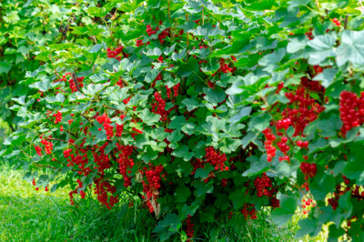 Pianta del Ribes - pianta-ribes