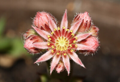 Semprevivo - pianta-semprevivo-scelte-per-te