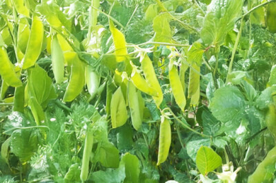 Pianta del Mangetout (Taccola) - pianta-taccola