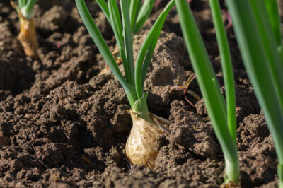 Pianta della Cipolla - piantacipolla