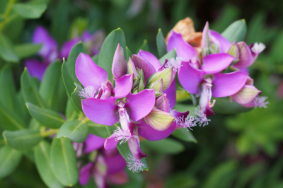 Poligala (o polygala) - polygala