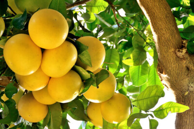 Albero del Pompelmo - pomp-albero