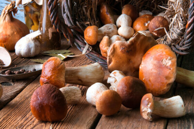 Fungo Porcino - Fungo Porcino