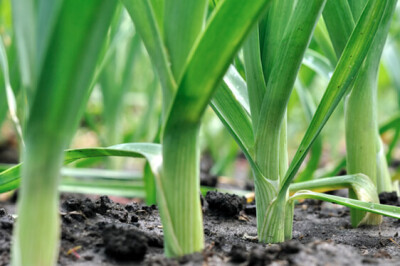 Pianta del Porro - porro-pianta