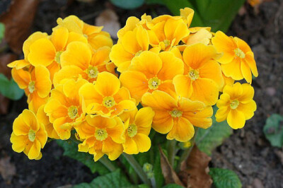 Primula - primula-scelte-per-te