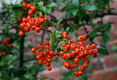 Pyracantha - pyracantha-scelte-per-te