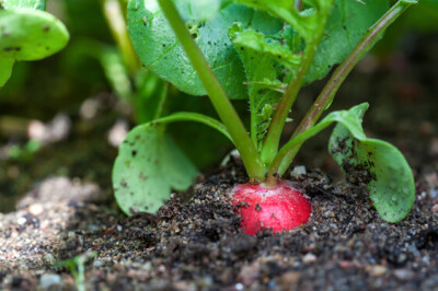 Pianta del Ravanello - ravanellopianta