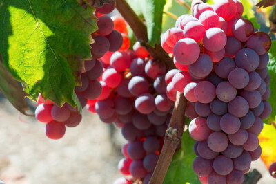 Uva Red Globe - Uva Red Globe