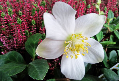 Rosa di Natale - rosa-di-natale-scelte-per-te-giardino