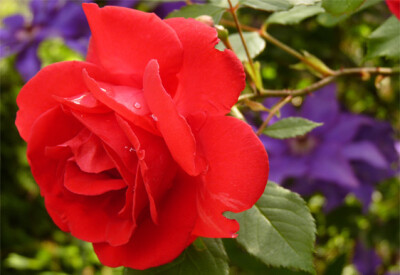 Rosa - rosa-scelte-per-te