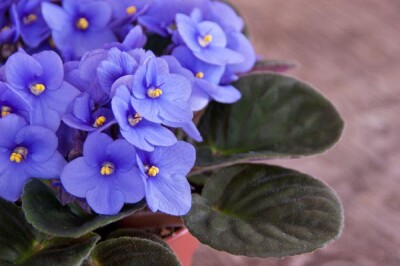 Saintpaulia (Violetta Africana) - saintpaulia