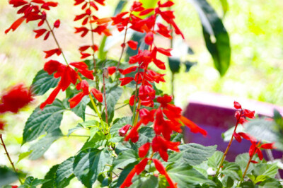 Salvia Ananas - salvia-ananas