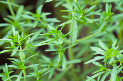 Santoreggia - santoreggia