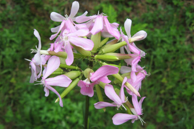Saponaria - saponaria-scelte-per-te-giardino
