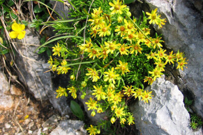 Saxifraga - saxifraga-scelte-per-te