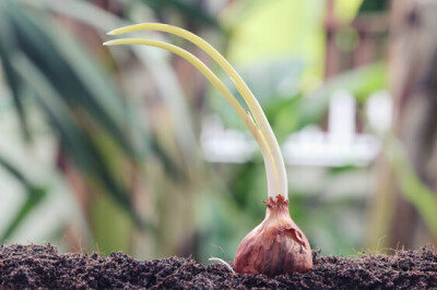 Pianta dello Scalogno - scalogno-pianta