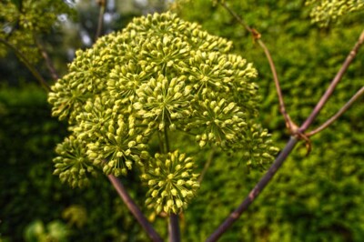 Sedano Levistico o Montano - sedano-montano