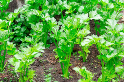 Pianta del Sedano - sedano-pianta