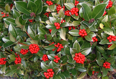 Skimmia - skimmia-scelte-per-te-giardino
