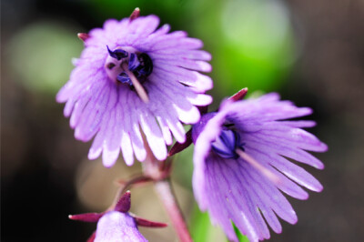 Soldanella Alpina - soldanella-alpina