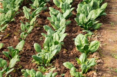 Spinaci - spinace-pianta