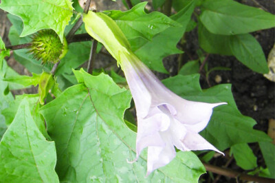 Stramonio - stramonio-scelte-per-te