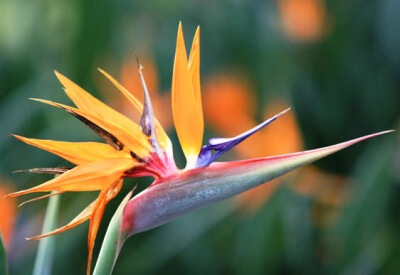 Strelitzia - strlizia-scelte-per-te-giardino